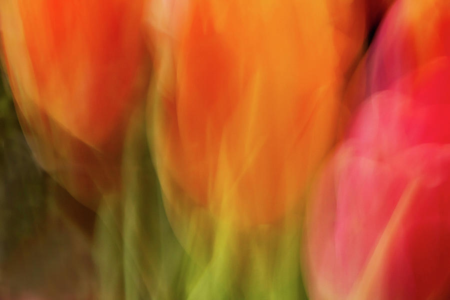 Tulips #1 Photograph by Cheryl Day