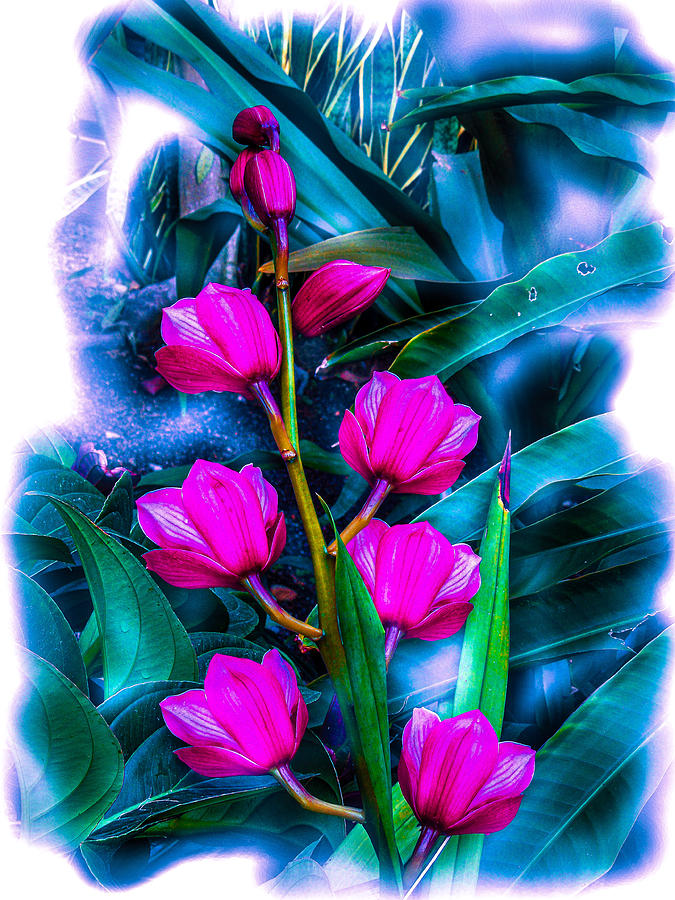Tulips  #1 Digital Art by Don Wright