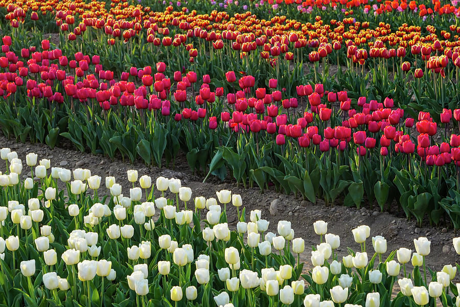 Tulips Fields Photograph by Christian Santi - Fine Art America