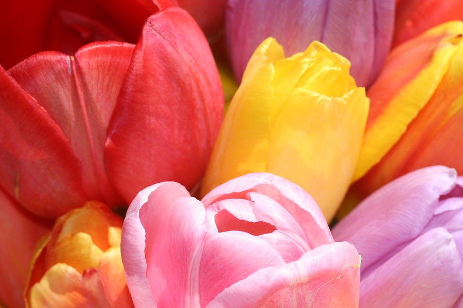 Pink, Red, and Yellow Tulips - Ready to Bloom Photograph by Gary Ayers ...