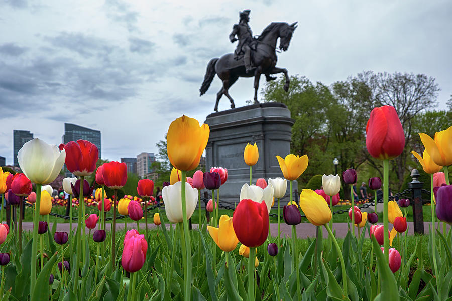 Tulips in the Boston Public Garden #3 Photograph by Joann Vitali