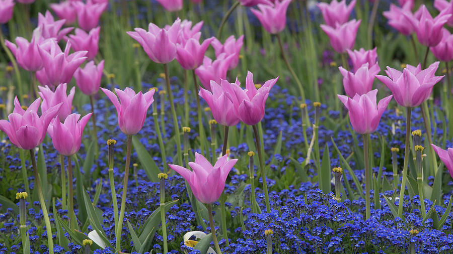 Tulips in the Queens garden #1 Photograph by Dee Carpenter