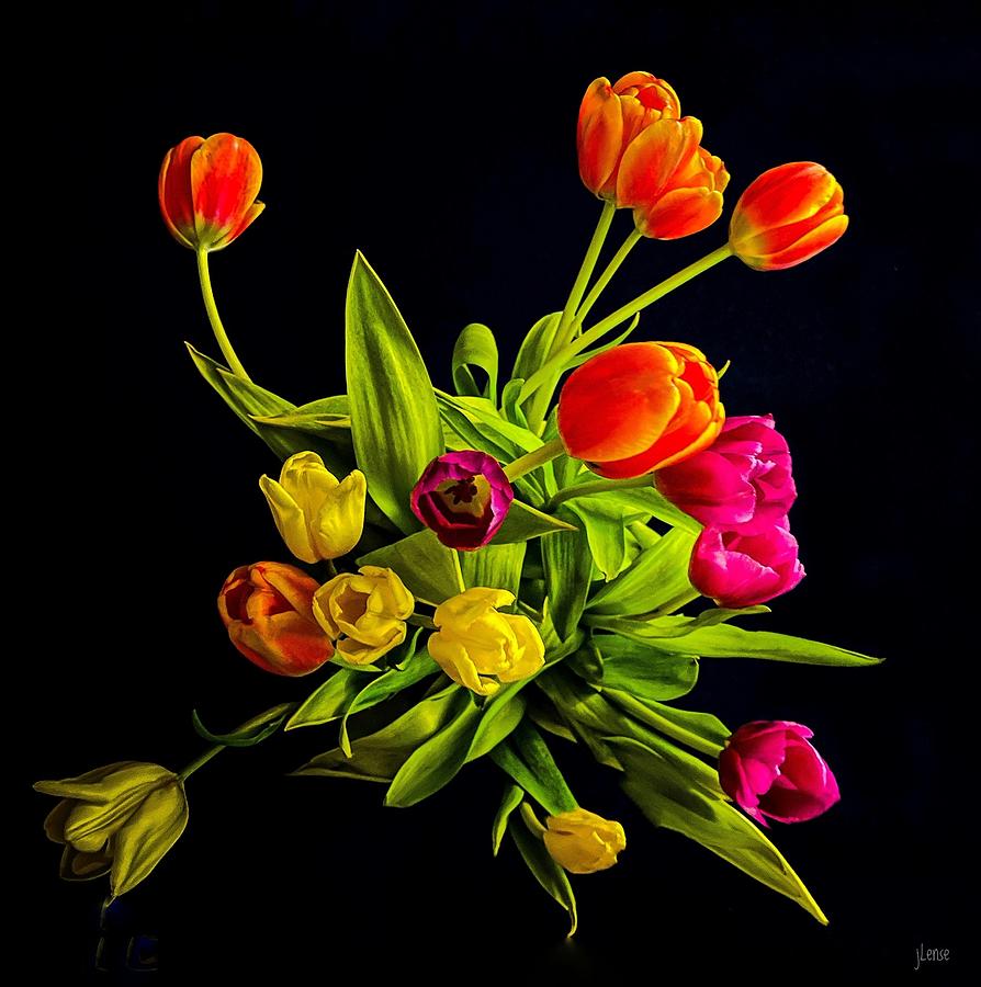 Tulips #1 Photograph by JoAnn Lense