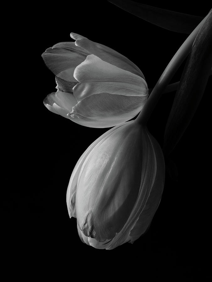Tulips #1 Photograph by Richard Rizzo