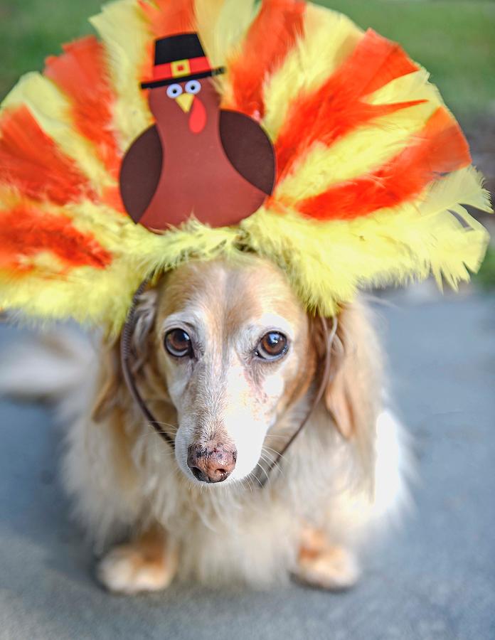 Turkey Dog #1 Photograph by Elizabeth W. Kearley