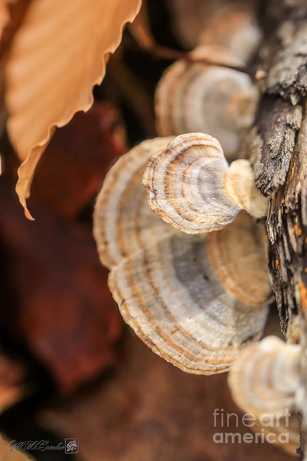Turkey Tail Bracket Fungus In Fall #4 Photograph by J McCombie