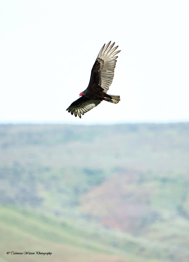 Turkey Vulture in Flight #1 Photograph by Tahmina Watson