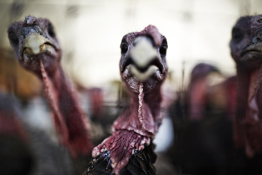Turkeys On A Farm #1 Photograph by Ballyscanlon