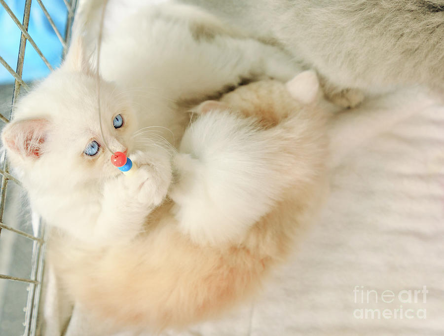 Turkish Angora kittens with pet toy #1 Photograph by Benny Marty