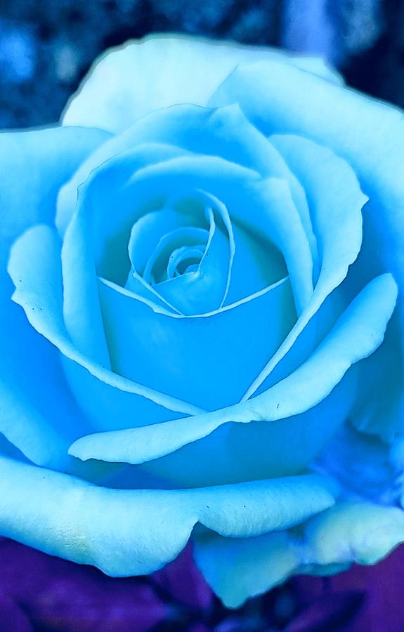 Turquoise Rose #1 Photograph by Loraine Yaffe