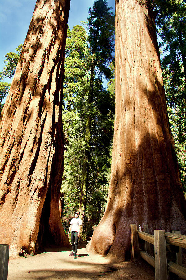 Twin Sequoia Trees in Sequoia National Park, California #1 Photograph by Ruth Hager