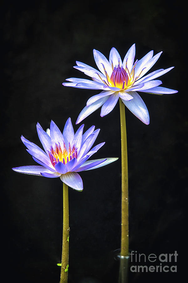 Twins Water Lilies #1 Pyrography by Eyzen M Kim