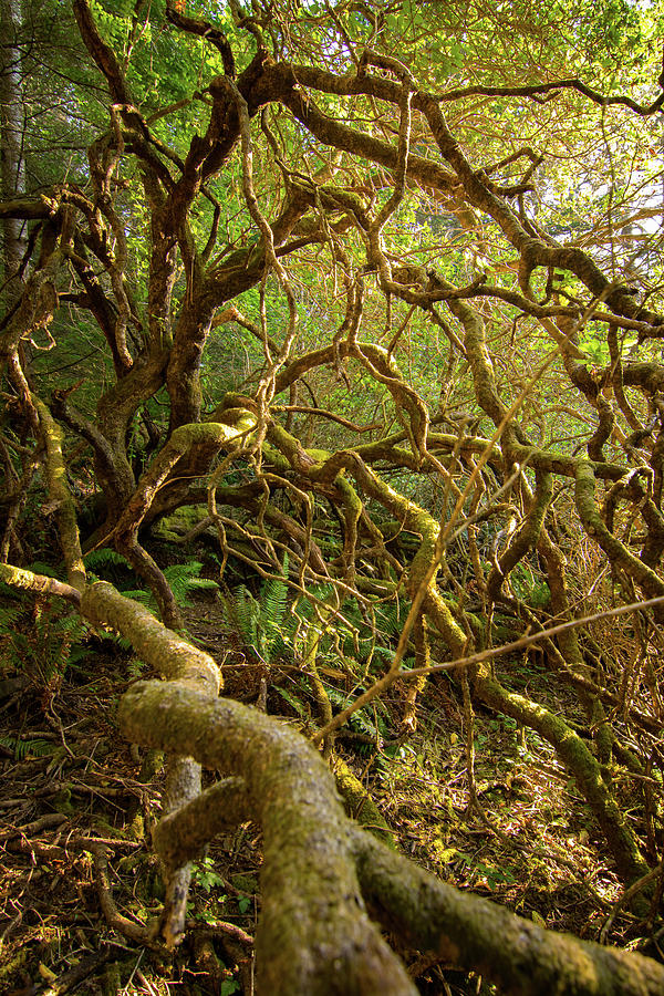 Twisted enchanted tree limbs #1 Photograph by Mike Fusaro
