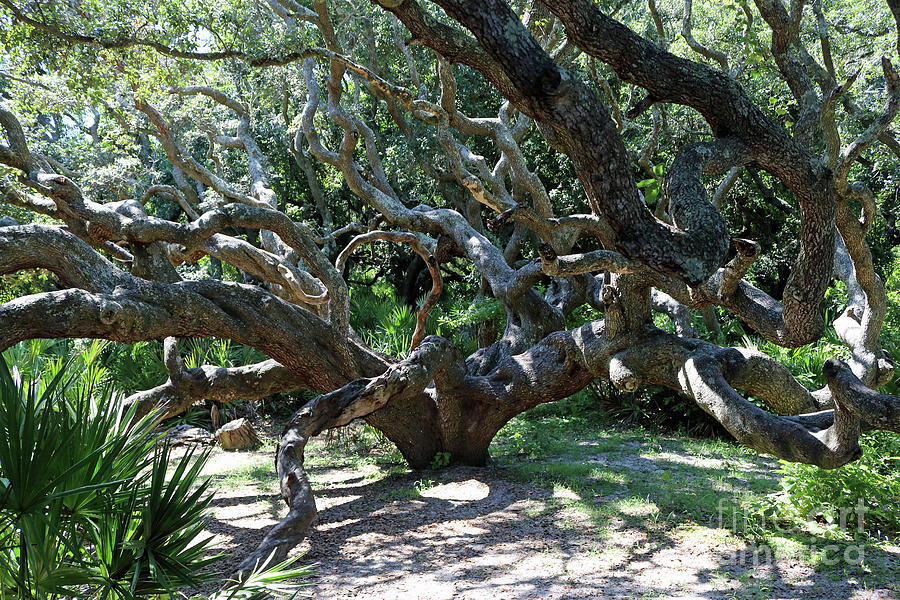 Twisted Tree #1 Photograph by Mary Haber
