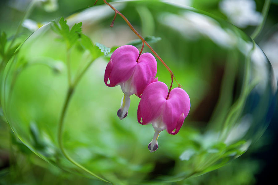 Two Bleeding Hearts #1 Photograph by Diane Lindon Coy