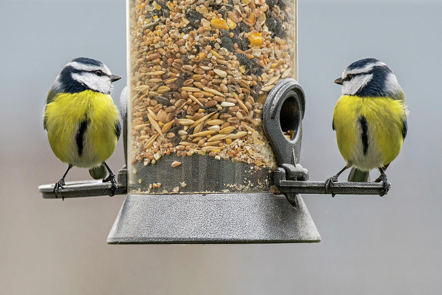 Two Blue Tits on Bird Feeder #1 Photograph by Arterra Picture Library