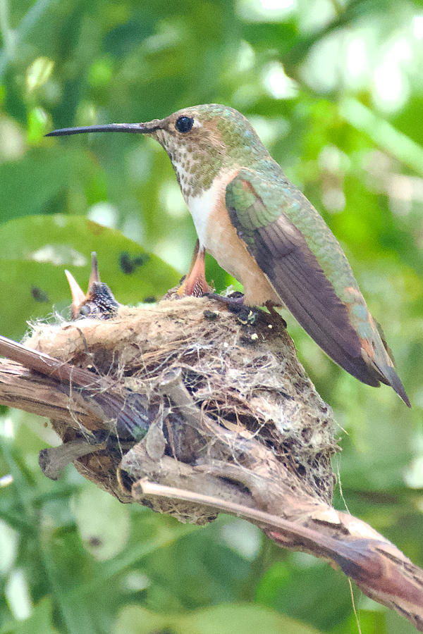 1 Two Broad-tailed Hummingbird Chicks Awaiting Food with Wide-open ...