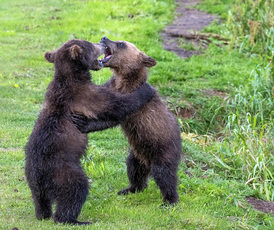 Two brown bear cubs playing #1 Photograph by Mikhail Kokhanchikov