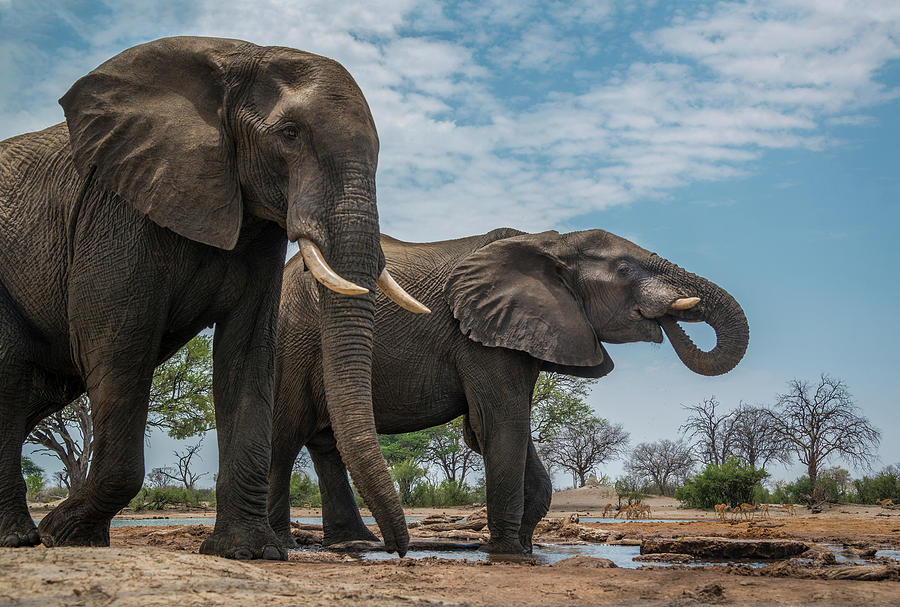 Two Bull Elephants #1 Photograph by Bill Cubitt