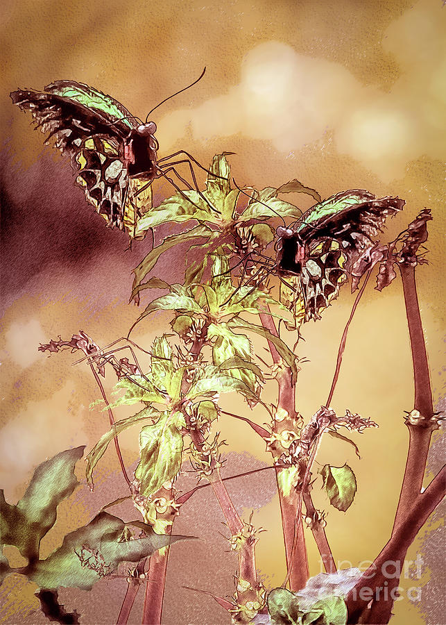Two Butterflies #1 Digital Art by Anthony Ellis