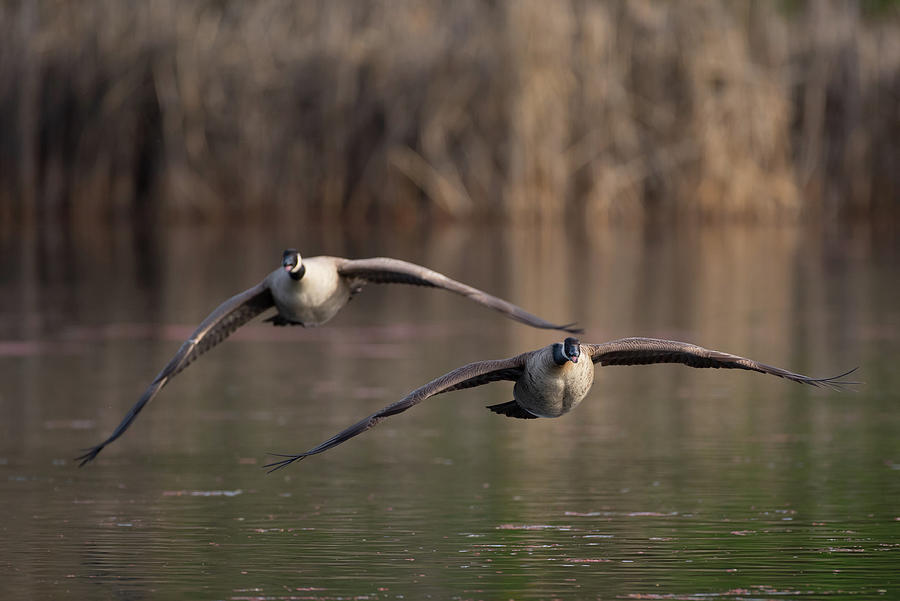 Two canada geese in flight #1 Photograph by Mike Fusaro