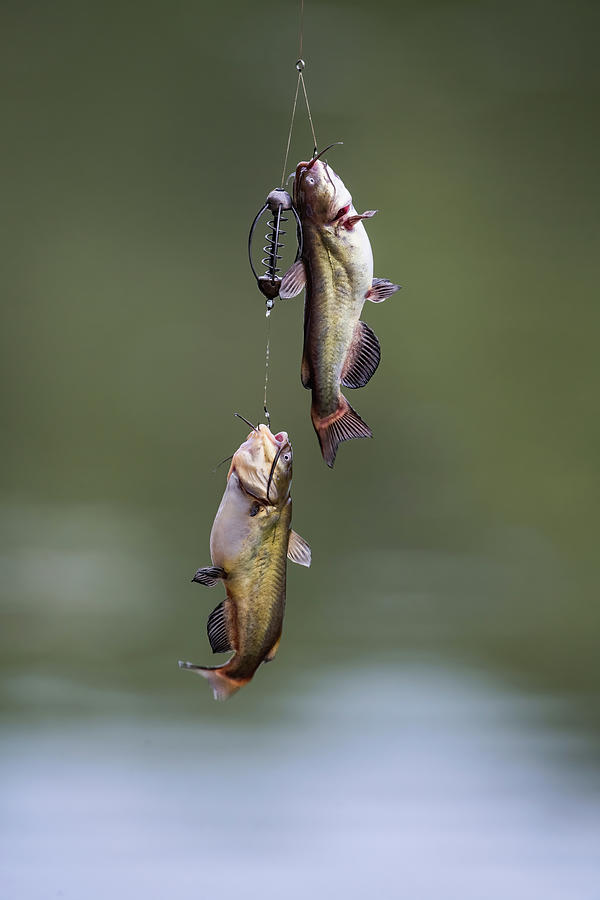 Two channel catfish on a hook. #1 Photograph by Kristian Sekulic - Pixels