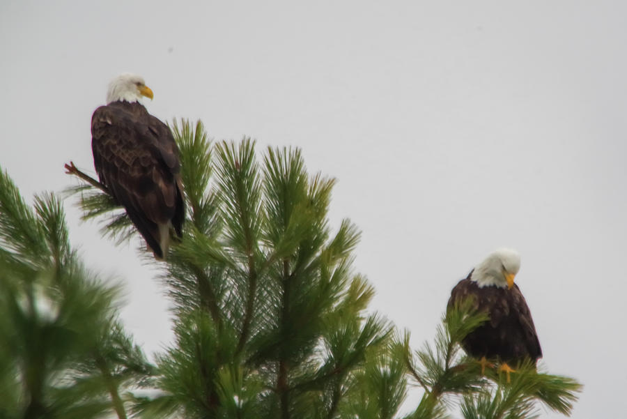 Two Eagles Tree Top Photograph