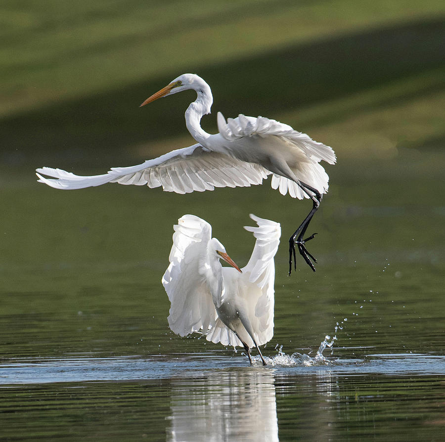 Two Egrets #1 Photograph by Catherine Lau