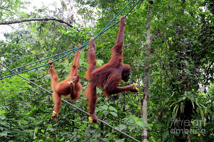 Two orang utan monkey apes on ropes with bananas at nature reserve Kuching Sarawak Malaysia #2 Photograph by Imran Ahmed