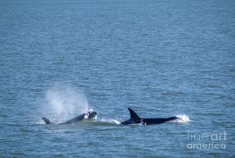 Two orcas on the move #2 Photograph by Jeff Swan