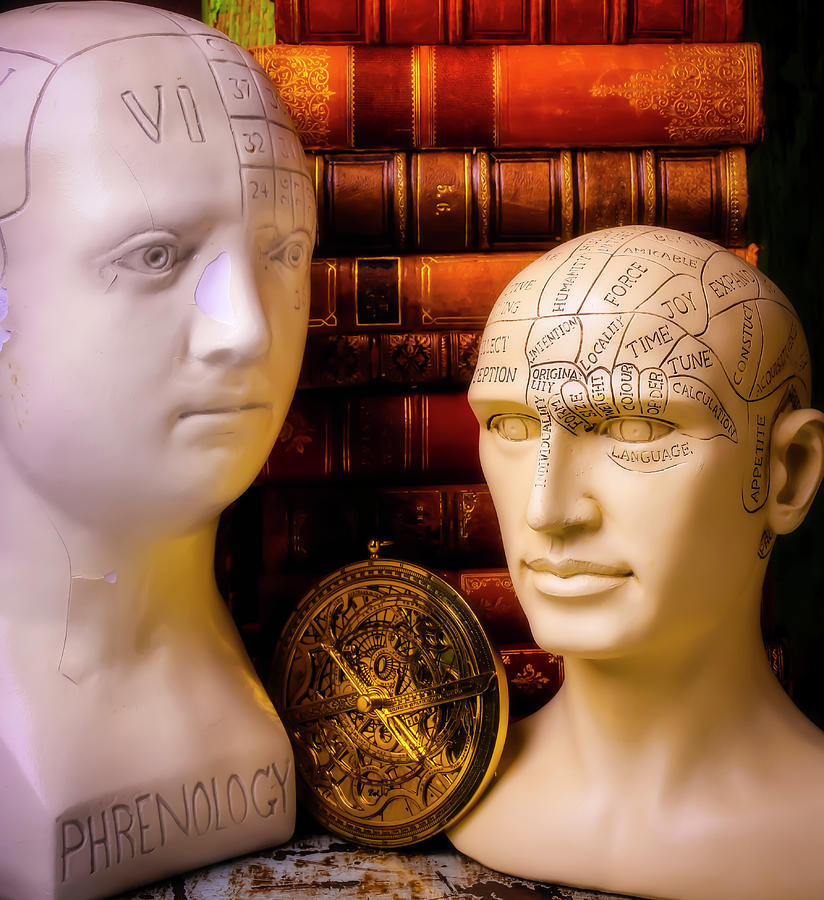 Vintage Photograph - Two Phrenology Heads #2 by Garry Gay