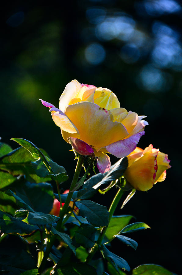 Two Roses #1 Photograph by Alex Vishnevsky