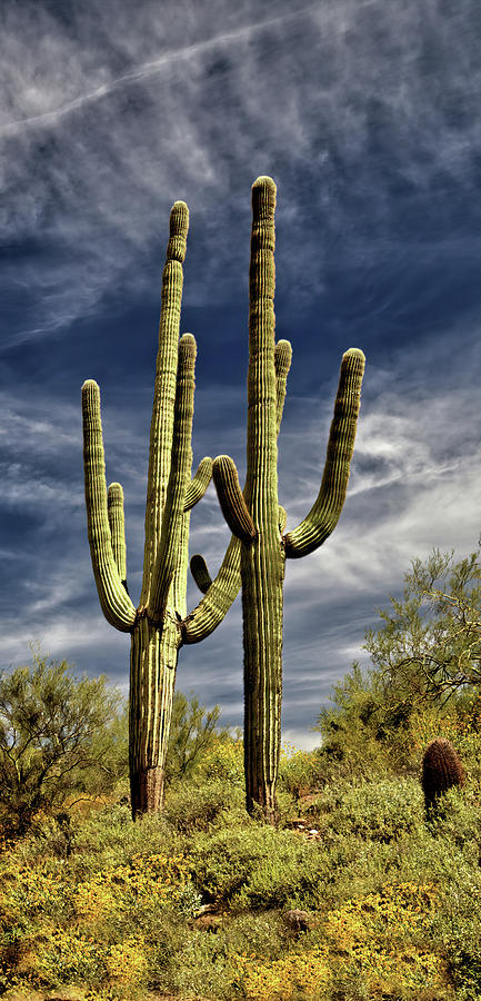 Two Saguaros  #2 Photograph by Bob Falcone
