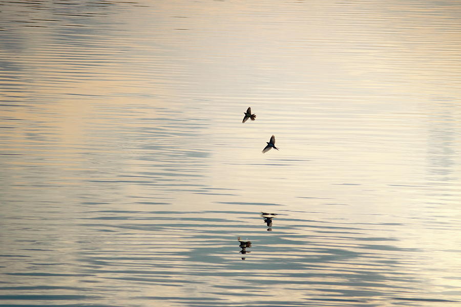 Two swallows are reflected in the  rippled water of a smooth lak #1 Photograph by Ulrich Kunst And Bettina Scheidulin