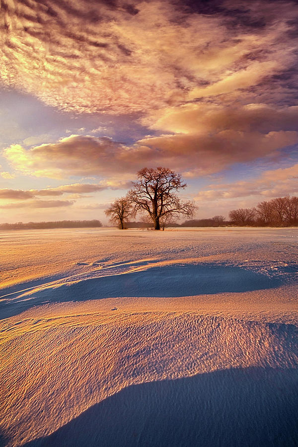 Two Trees #1 Photograph by Phil Koch