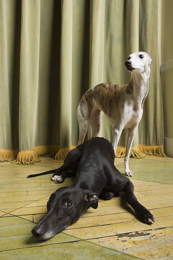 Two whippets #1 Photograph by Image Source