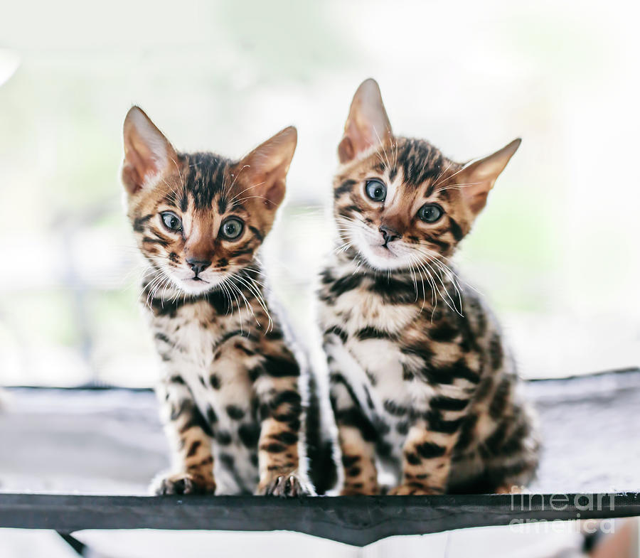 Download Two young Bengal cats portrait. Cute kittens Photograph by ...