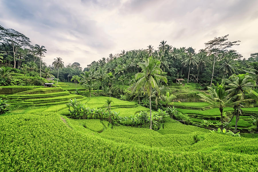 Nature Photograph - Ubud Countryside #1 by Manjik Pictures