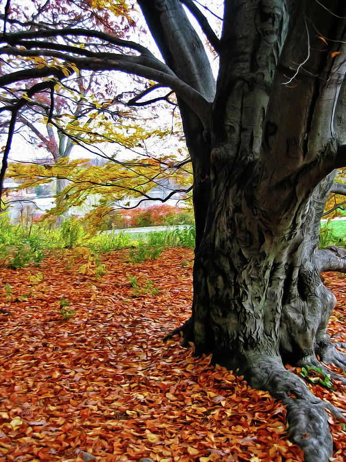 Under The Beech Tree Photograph