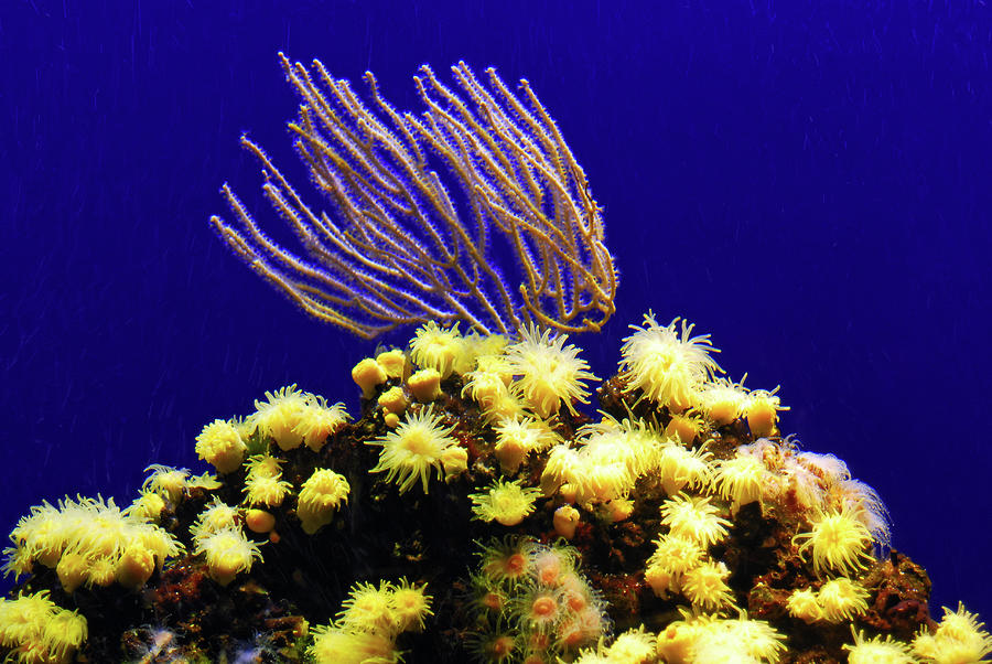Under water coral life #1 Photograph by Severija Kirilovaite