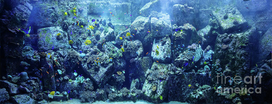 Underwater coral reef and fish #1 Photograph by Michal Bednarek