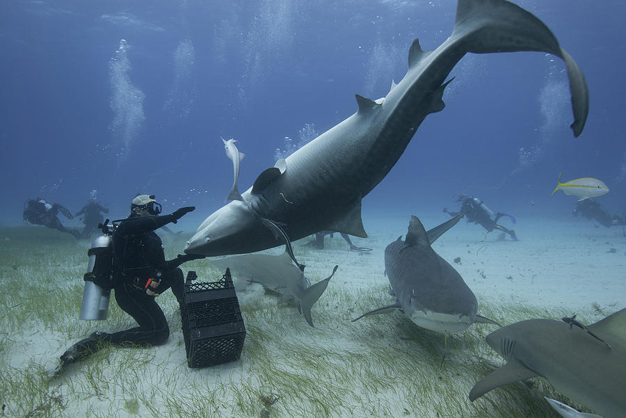 Underwater view of diver holding upside down tiger shark, Northern Bahamas Banks, Bahamas #1 Photograph by Rodrigo Friscione