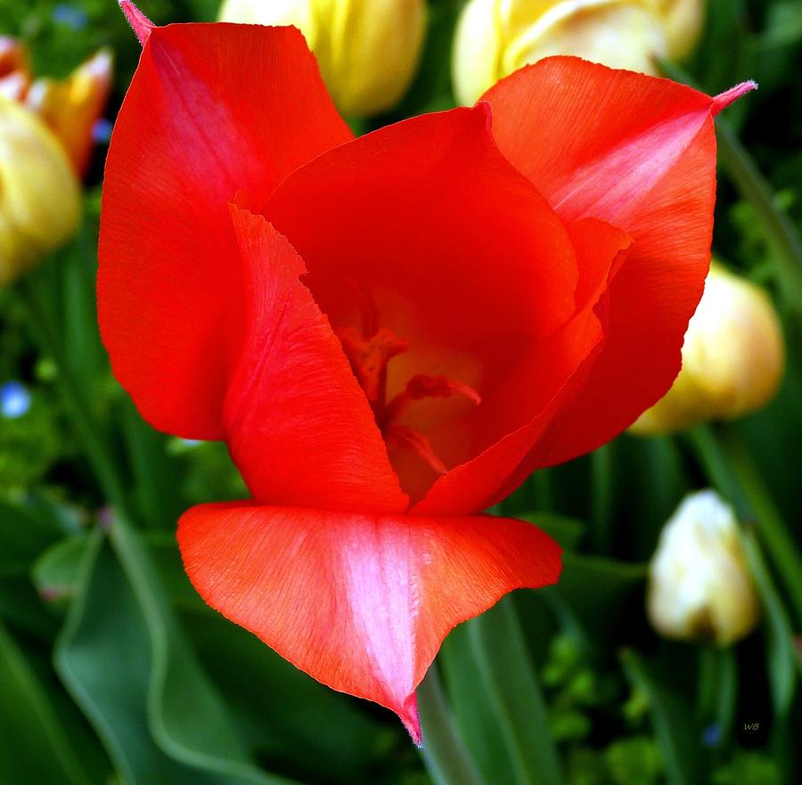 Unique Red Tulip #1 Photograph by Will Borden