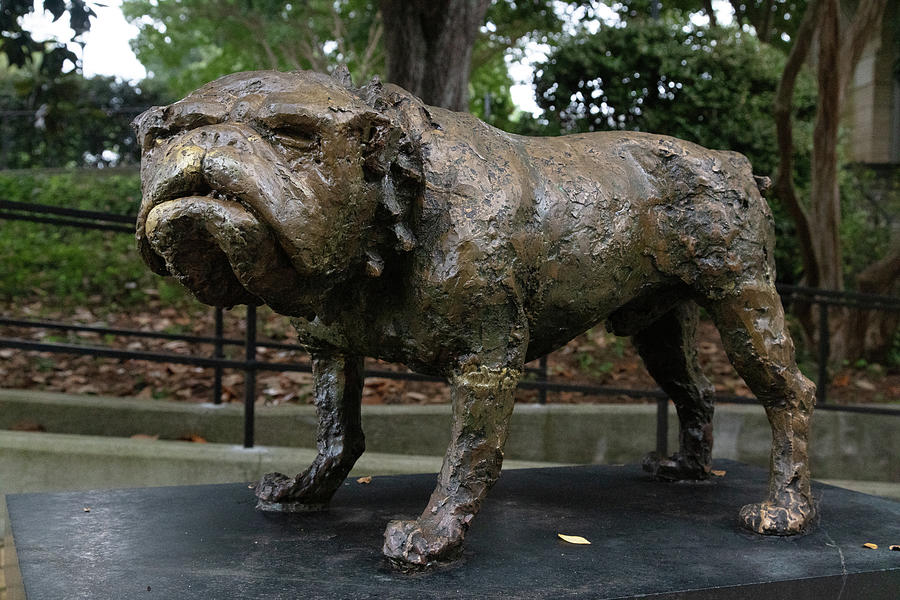 University of Georgia Bulldog statue #1 Photograph by Eldon McGraw