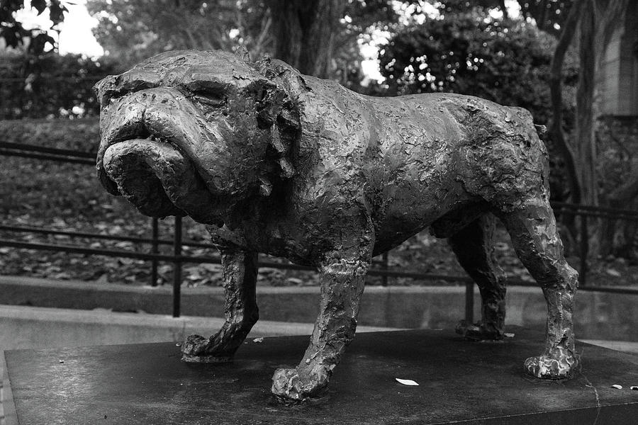 University of Georgia Bulldog statue in black and white #1 Photograph by Eldon McGraw