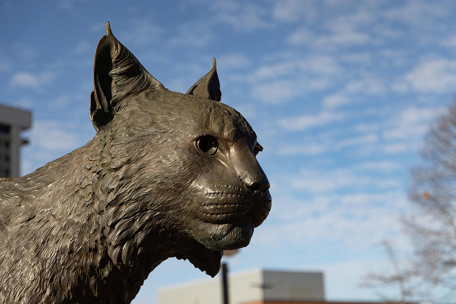University of Kentucky Wildcat statue #1 Photograph by Eldon McGraw