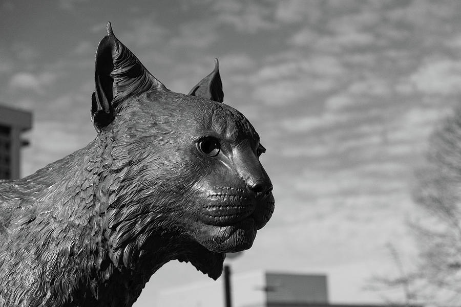 University of Kentucky Wildcat statue in black and white #1 Photograph by Eldon McGraw