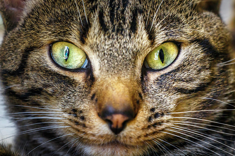 Up Close And Personal With Kitty Photograph