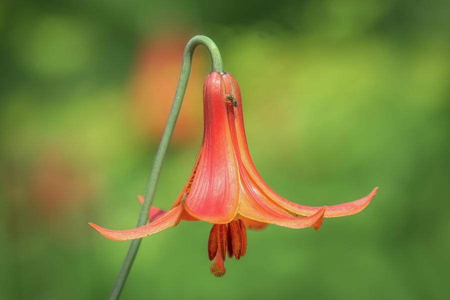 Upside Down Lidy Photograph by Chester Wiker | Fine Art America