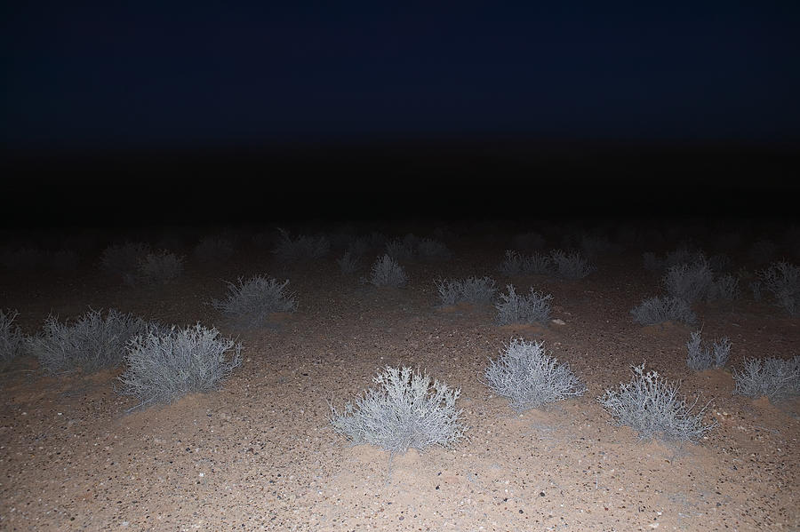 USA, Arizona, Page, shrubs in desert at night #1 Photograph by Roine Magnusson